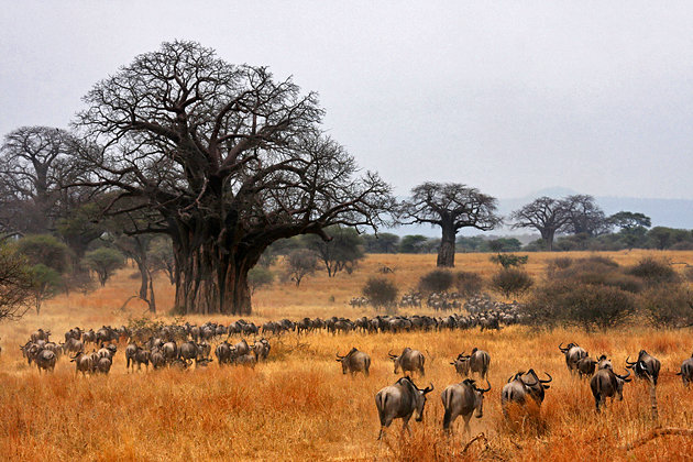 3 Day Serengeti & Ngorongoro Joining Group Safari