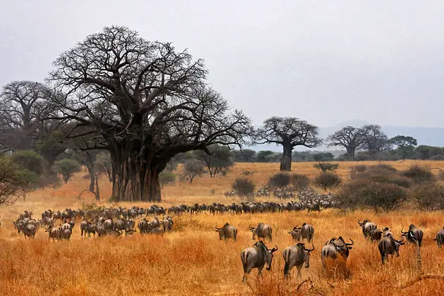 3 Day Serengeti & Ngorongoro Joining Group Safari
