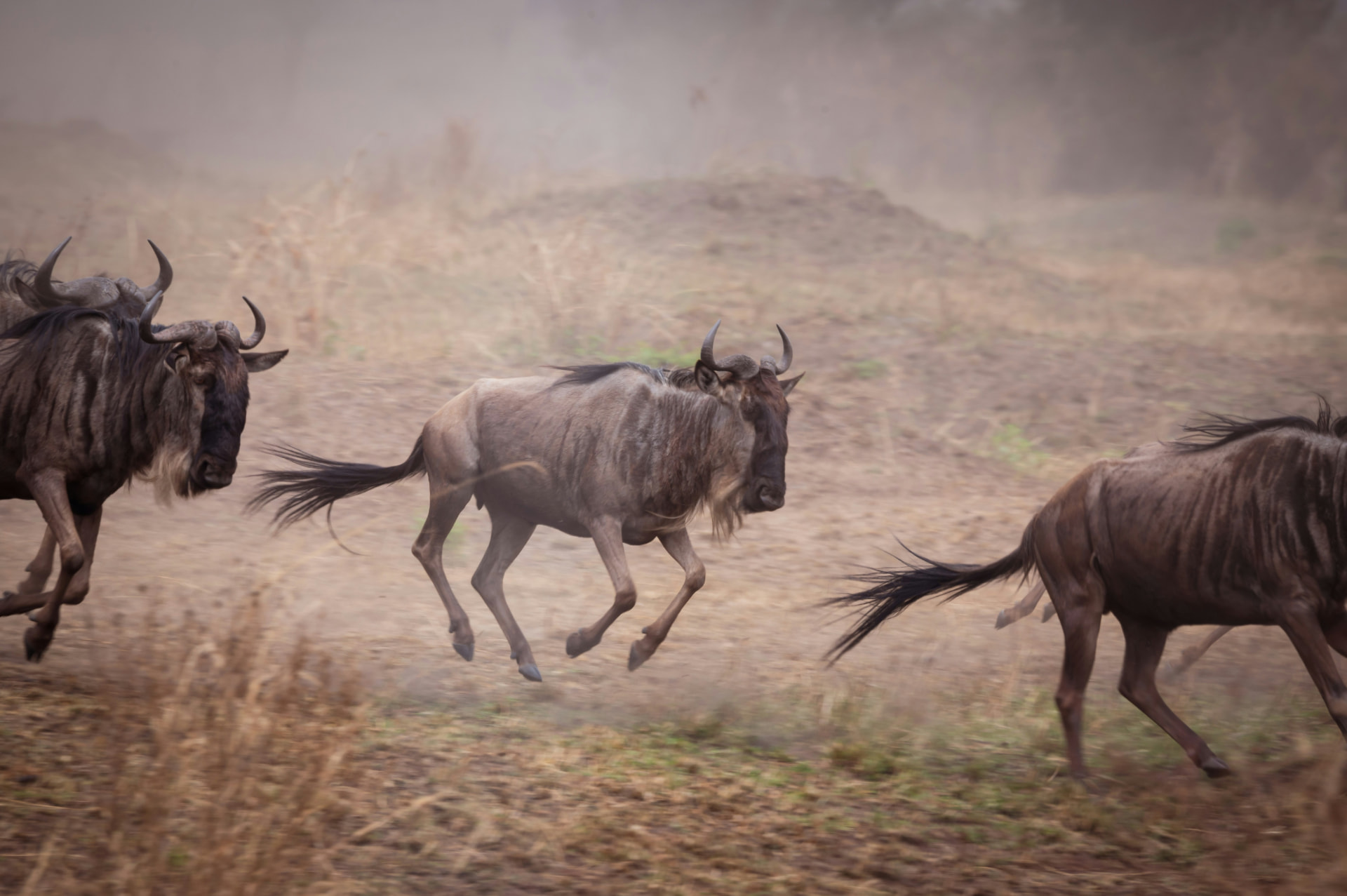 5 Day Serengeti Migration Joining Group Safari