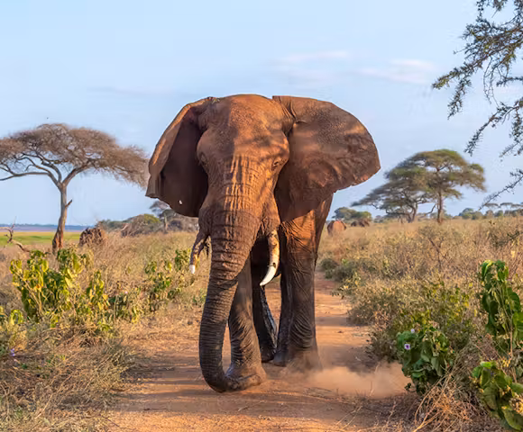 Tarangire National Park Day Trip