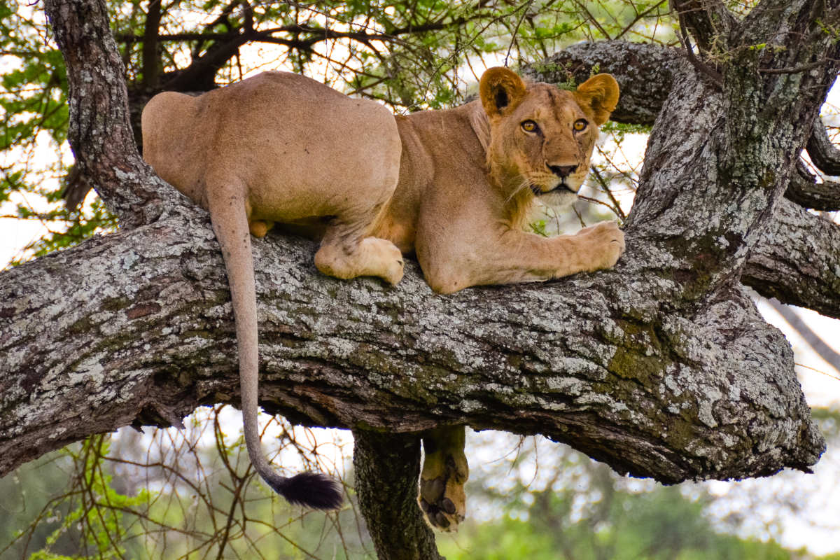 3 Day Tarangire, Ngorongoro & Lake Manyara Joining Group Safari
