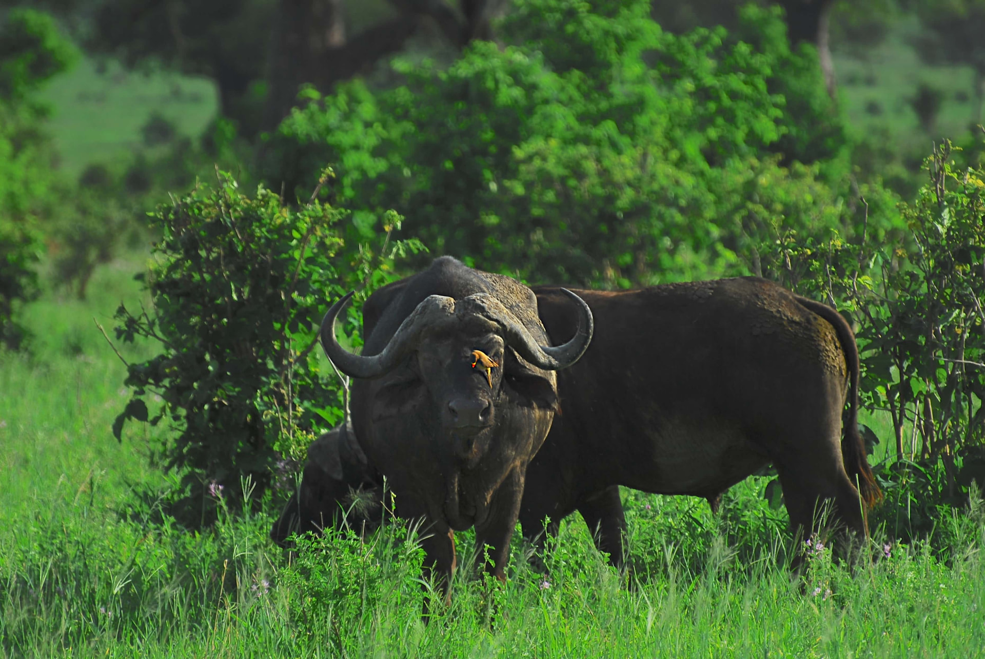Northern Circuit - Serengeti · Ngorongoro · Tarangire