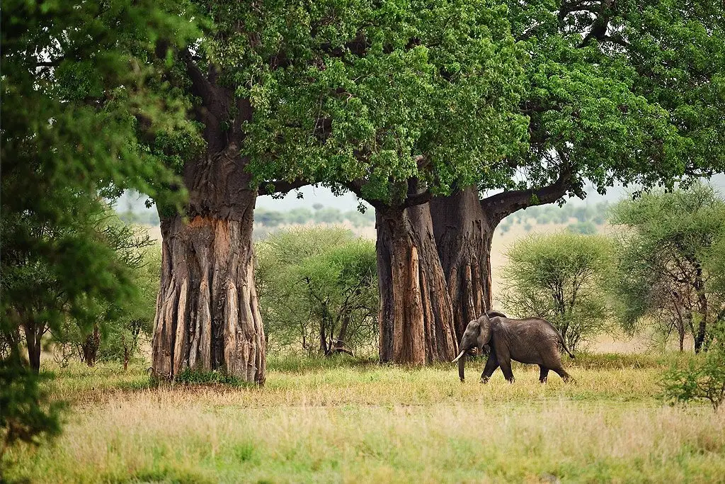 2 Day Tarangire & Ngorongoro Crater Joining Group Safari