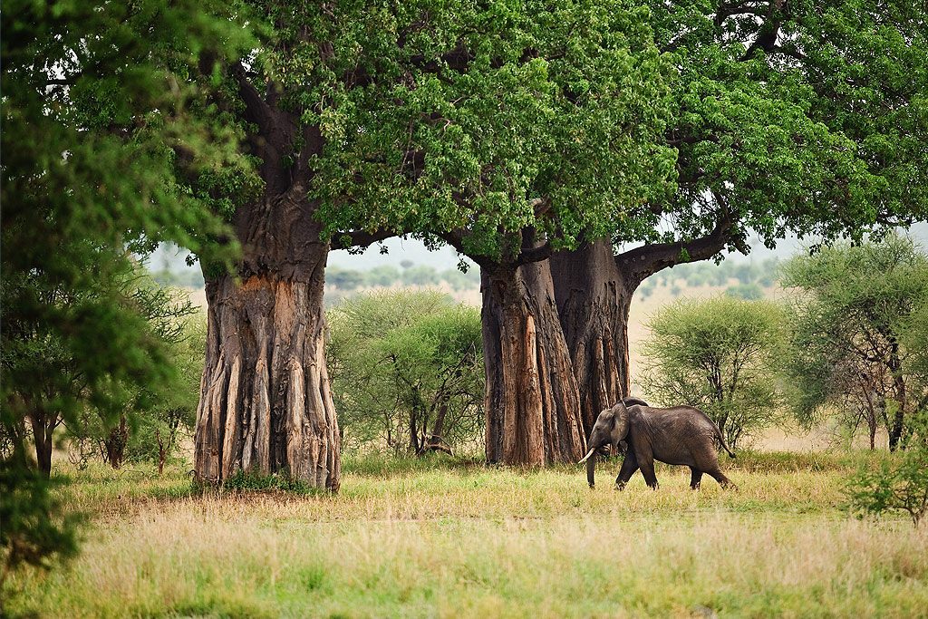 2 Day Tarangire & Ngorongoro Crater Joining Group Safari