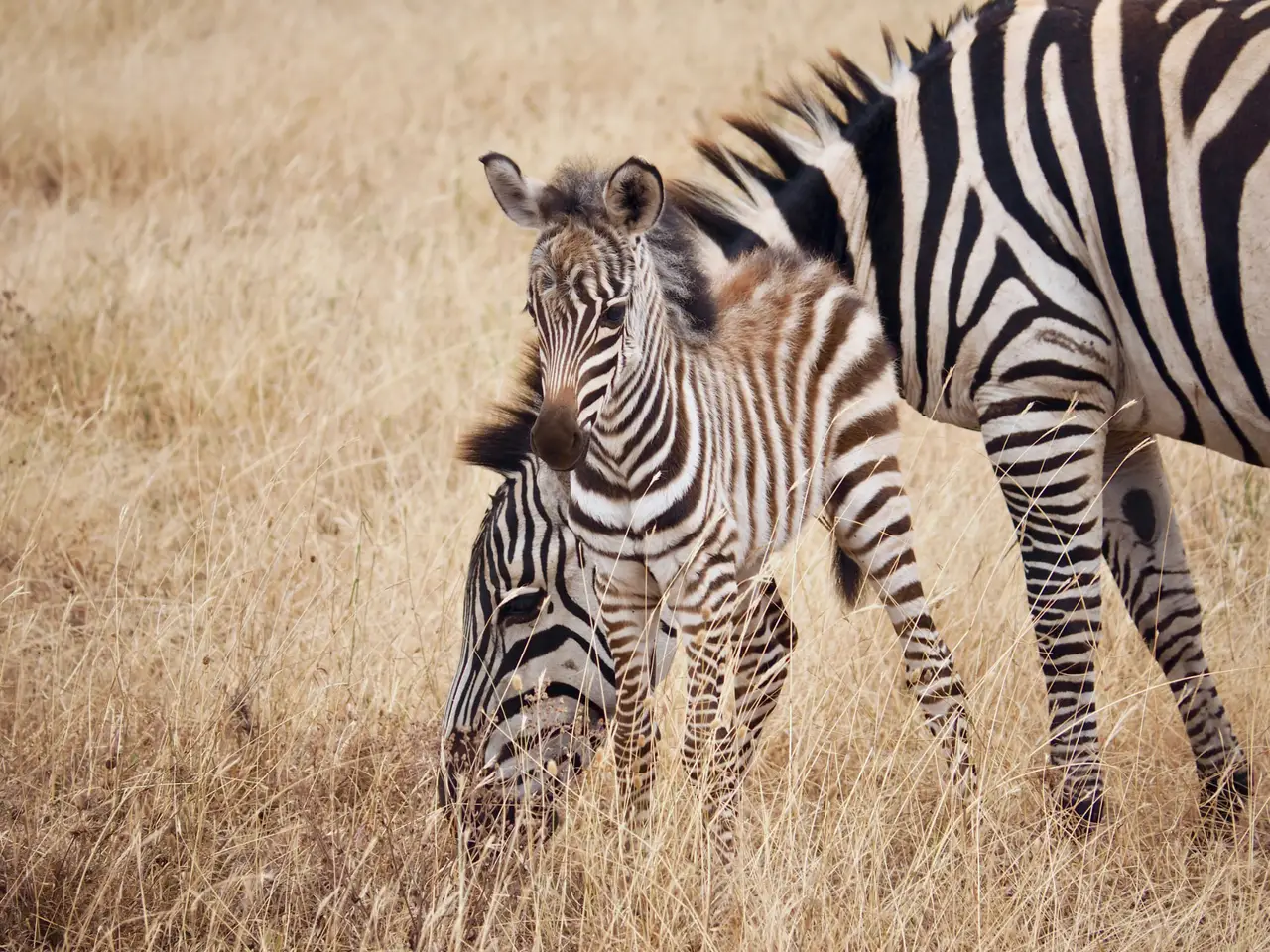 5 Day Tarangire, Serengeti, Ngorongoro & Lake Eyasi Joining Group Safari