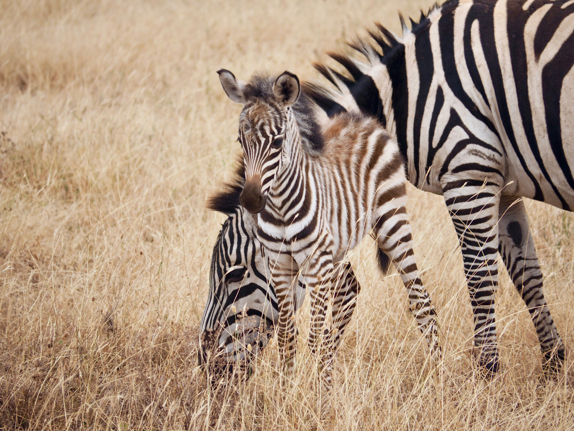 5 Day Tarangire, Serengeti, Ngorongoro & Lake Eyasi Joining Group Safari